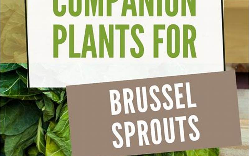 Dill Companion Planting For Brussel Sprouts