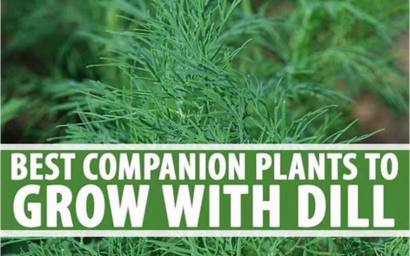 Dill Plant Companion