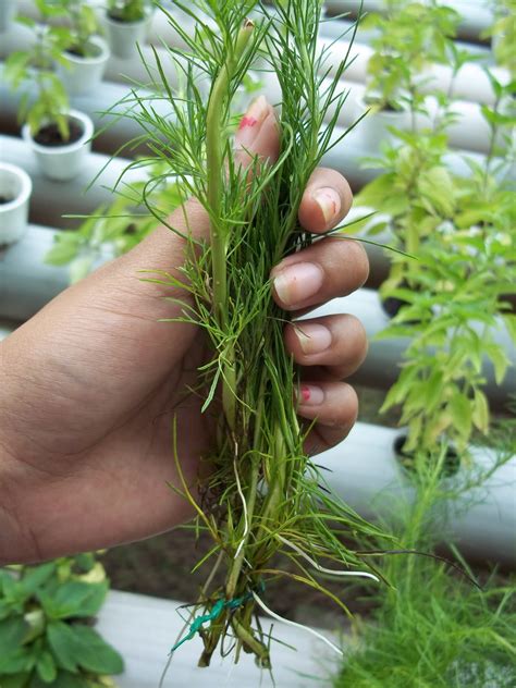 How to Grow Dill from Cuttings: A Beginner’s Guide
