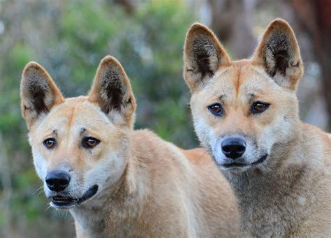 The Australian dingo untamed or feral? On Biology