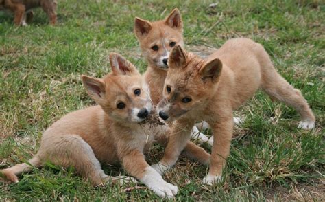 Dingoes Baby
