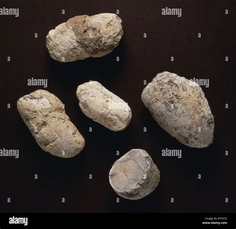 Dinosaur Coprolites