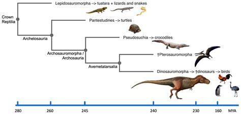 Reptilian Ancestors of Dinosaurs