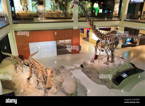 Dinosaur Exhibit Houston