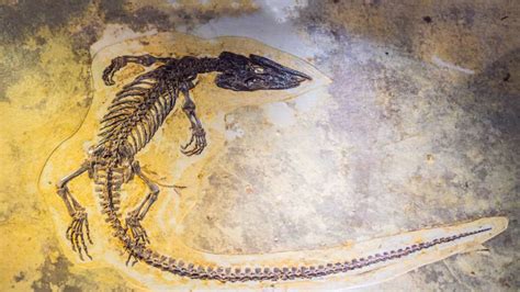 Dinosaur Fossil Reconstruction