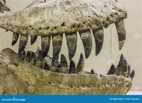 Dinosaur Teeth Fossil