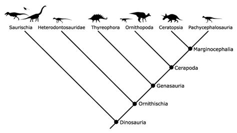 Dinosaur Evolutionary Tree