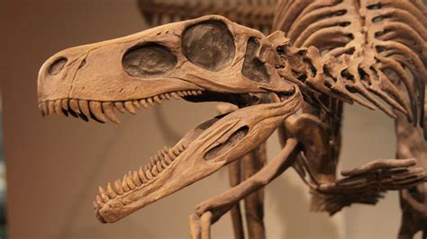 Dinosaur Fossil Eoraptor