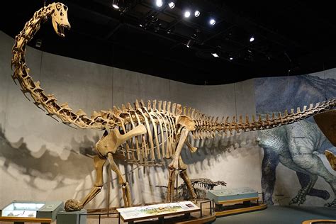 Fossil discovery