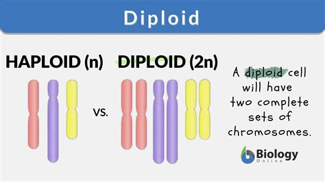 Unraveling the DNA of Genetics: Understanding the Differences between Diploid and Haploid Definitions.