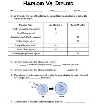 Diploid And Haploid Worksheet Quizlet