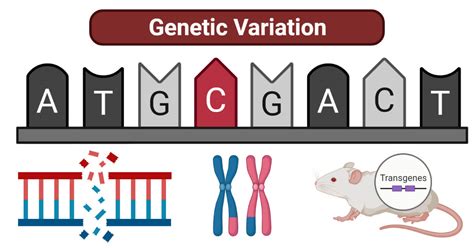 Diploidy Preserve Genetic Variation