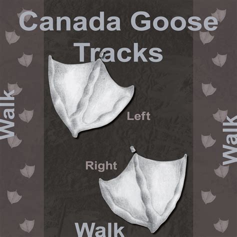 Direction and Movement in Canada Goose Tracks