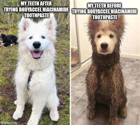Dirty Dog Meme
