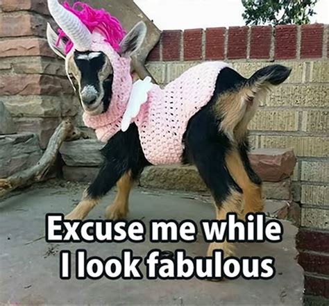 Dirty Goat Memes