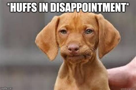 Disappointed Dog Meme
