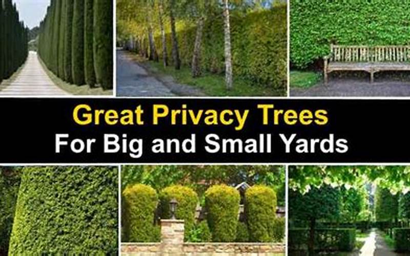 Discover The Best Privacy Fence Trees: The Ultimate Guide