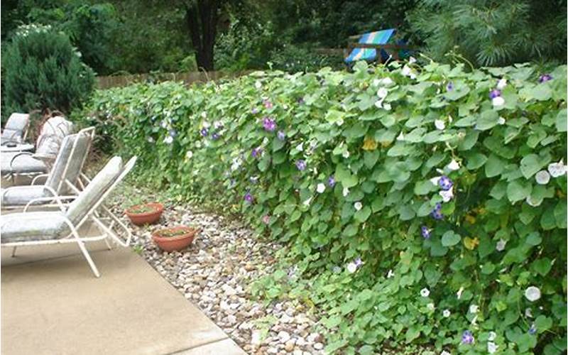 Discover The Best Vines For Fence Privacy