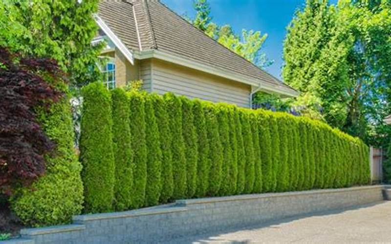 Discover The Perfect Lancaster Tree For Your Privacy Fence