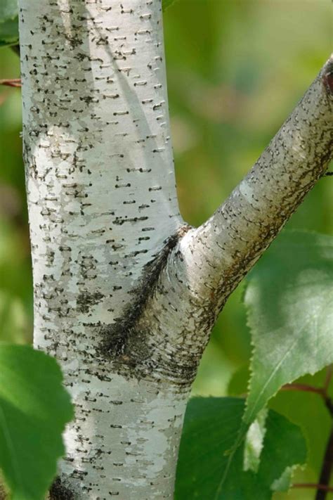 Discover Local Birch Trees Available for Purchase!