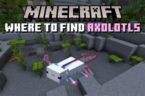 Discover and Find Axolotls in Minecraft