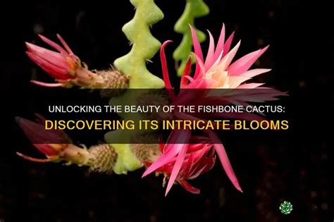 Discovering Unique Blooms