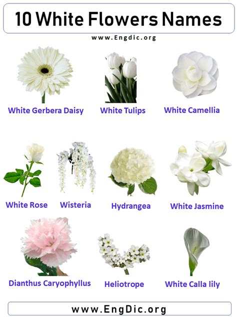 Discovering Unique White Flower Kinds