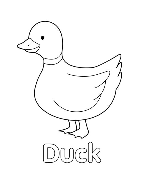 Discovering the Different Types of Duck Colouring Sheets