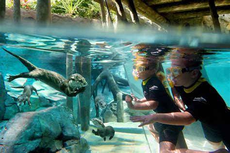 Discovery Cove Experience