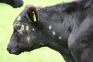 Disease of Farm Animals
