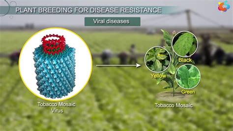 Disease and Pest Resistance