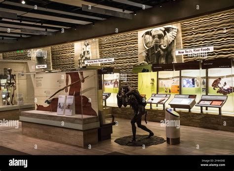 Displays Within the Evolution Exhibit