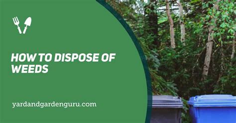 Dispose of weeds properly to stop them returning