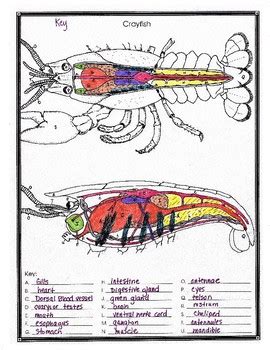 Dissection Of Crayfish Worksheet