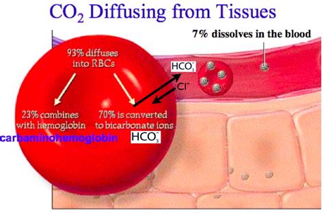 Dissolved Carbon Dioxide