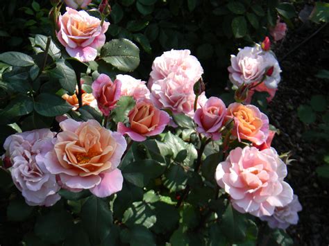 The Beauty and Charm of Distant Drums Roses: A Gardener’s Guide