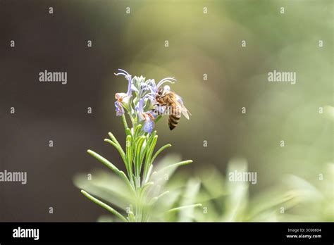 Dive Into Exotic Blooms