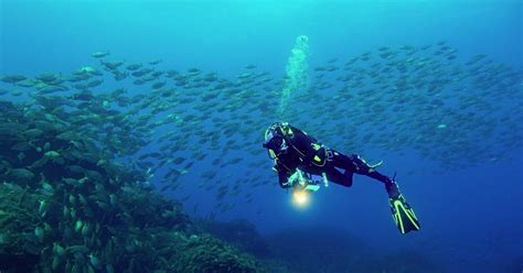 Dive Operators Terceira