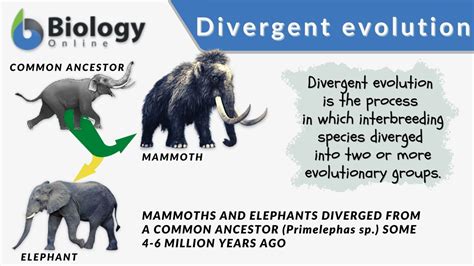 Understanding Divergent Evolution in Biology: Definition and Examples