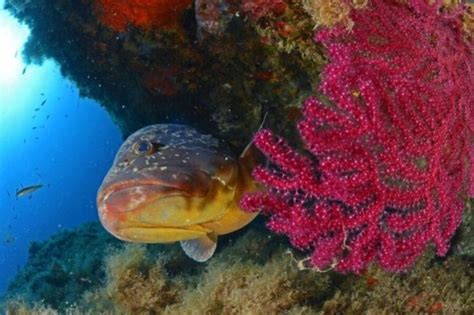 Diving School Calvi