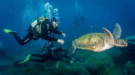 Diving Tenerife