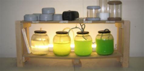 Diy Algae Farm