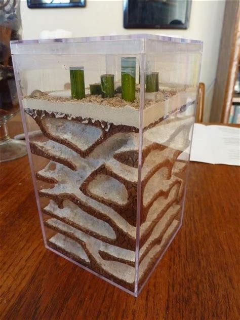 Diy Ant Farm Picture Frame