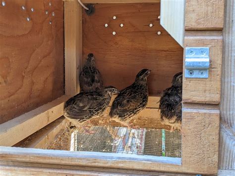 Build a Cozy Home for Your Feathered Friends: DIY Backyard Quail Coop Guide