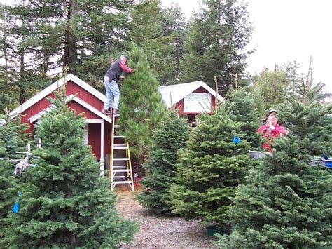 Diy Christmas Tree Farm