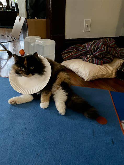 Cuddle Up with Your Furry Friend Using a DIY Cone for Cats: Providing Comfort and Care