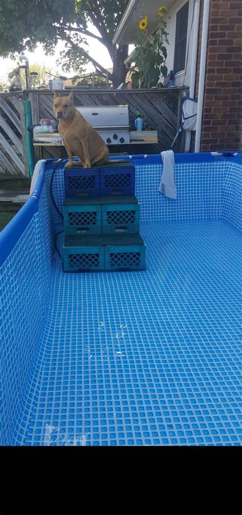 Pool stairs, dog ramp, pallets, diy, dog stairs Dog pool, Dog pool
