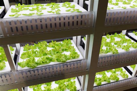 Diy Hydroponic Farming