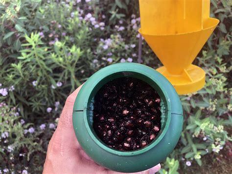 Protect Your Plants with Ease: Build Your Own DIY Japanese Beetle Trap Today!