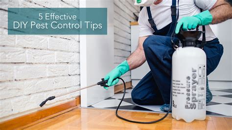 Diy Pest Control Tucson